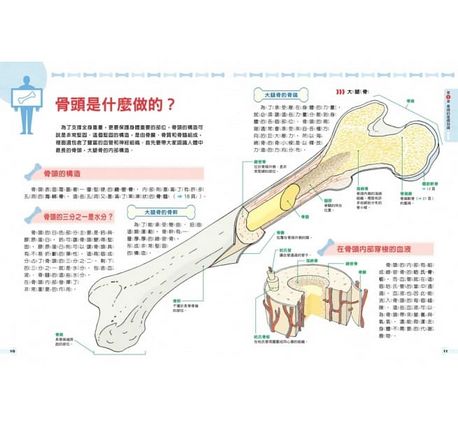 骨頭的祕密：徹底了解人體的構造！